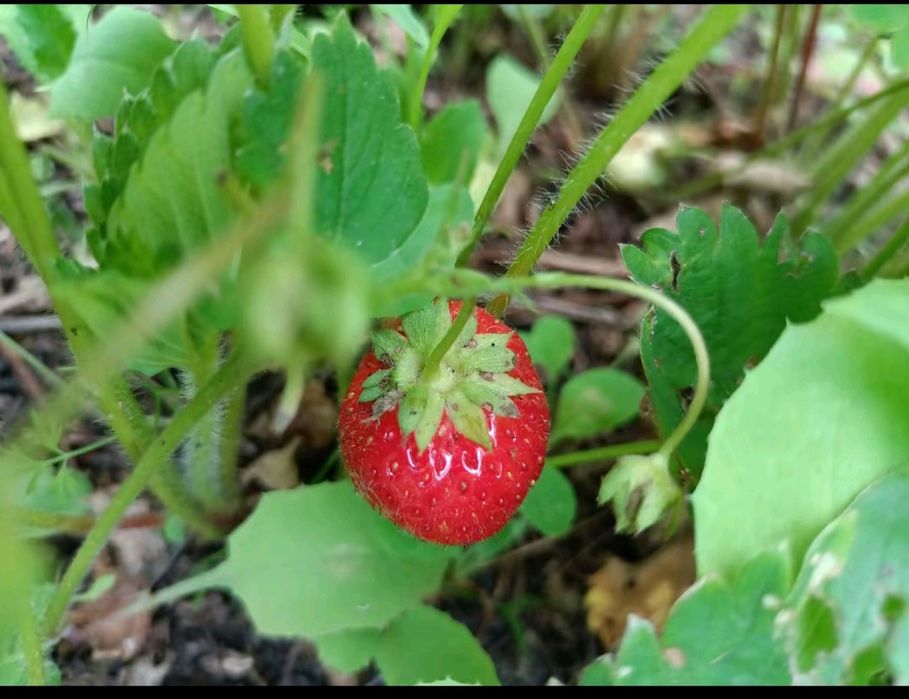 Дача земельный участок