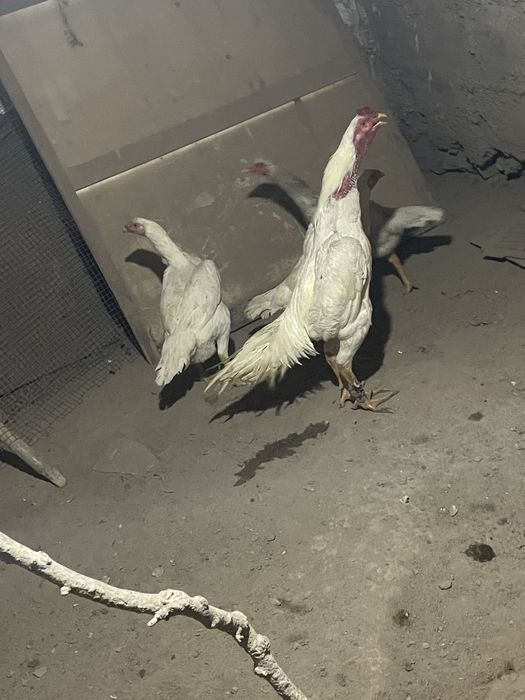 O Shamo zot privaznoy zot yirik oppoq tuxumlari