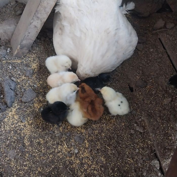 Продам Квочек с цыплятами.