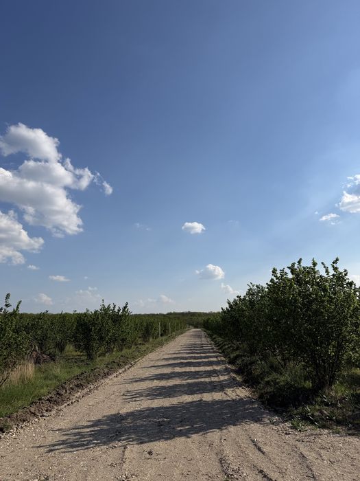 Parcele de vânzare Păușa