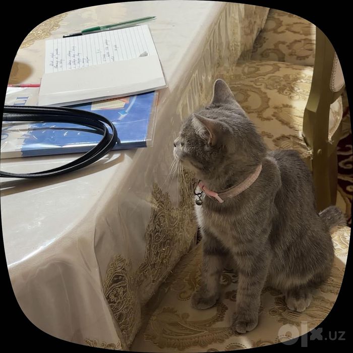 Скотш страйк, кошка
