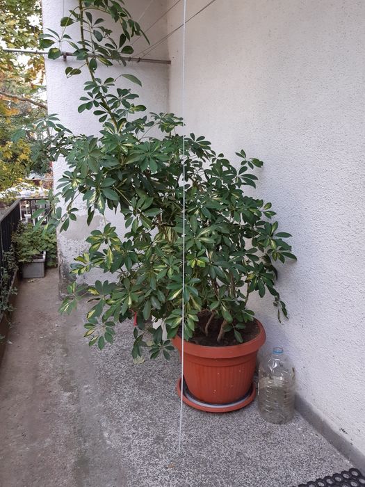 Шафлера и дърво на живота