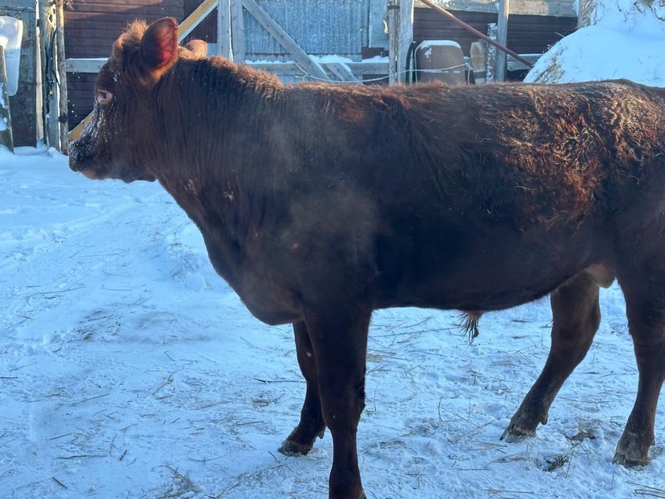 Продам быка на племя