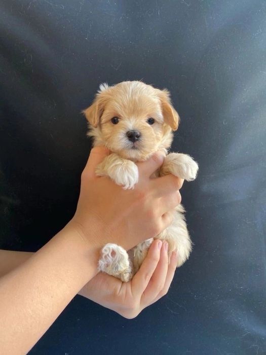 Maltipoo mini toy