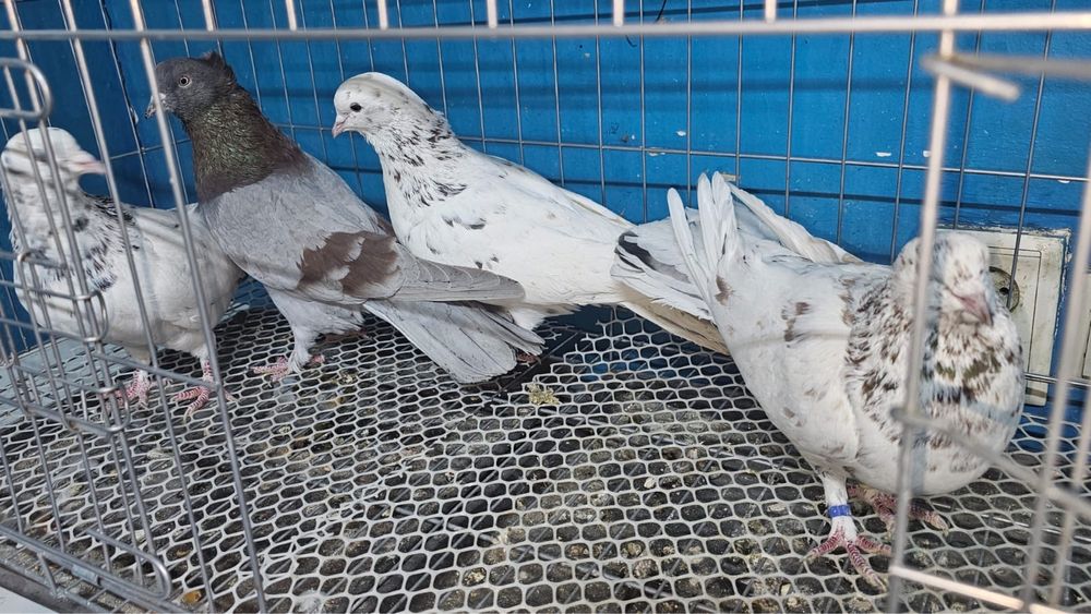 Продам летних голубей