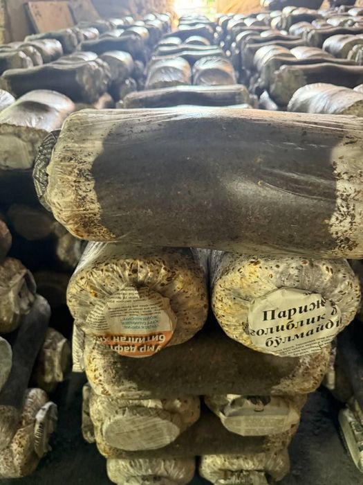 Грибы вишинки летние