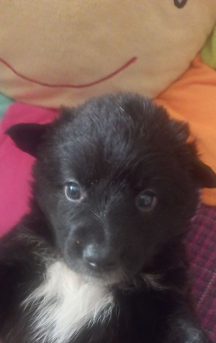 Щенки в добрые руки, порода двор-терьер