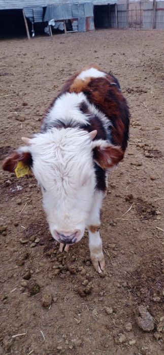 Баспақтар сатылады