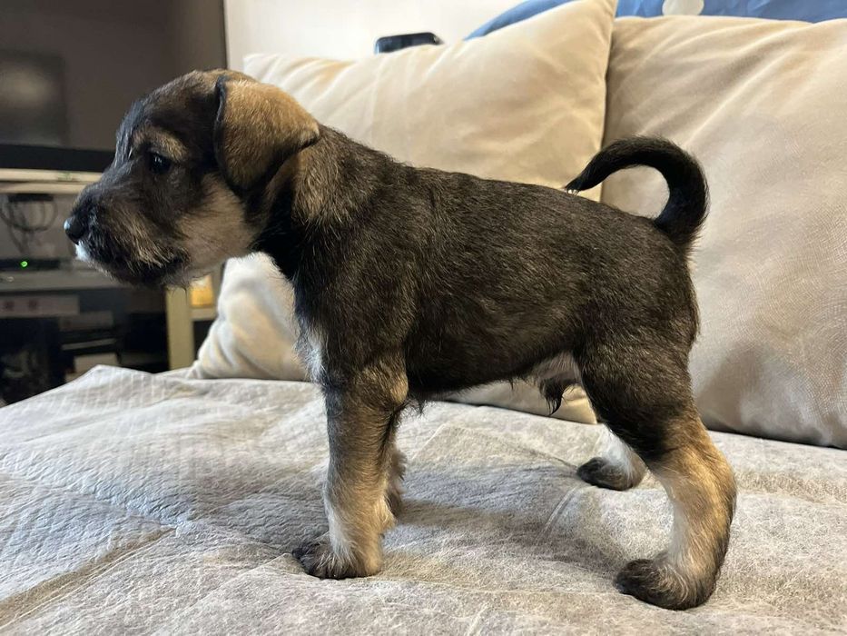 Мини шнауцер/ цверг шнауцер