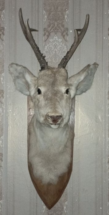 Чучело головы косули