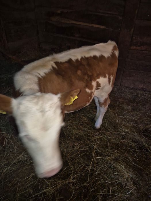 Vând Vițea de 3 luni