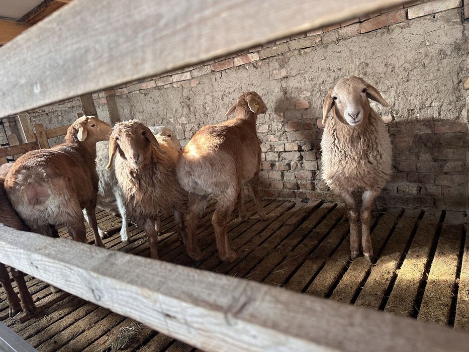 Семіз Қой тоқты баран