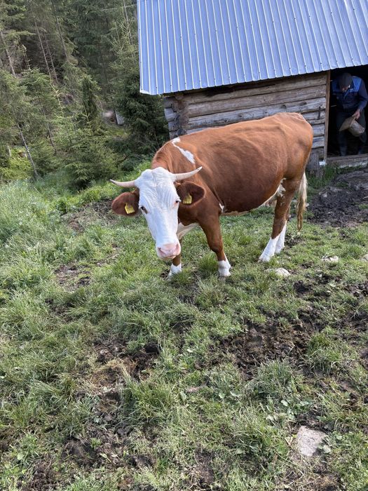Vaca de vanzare