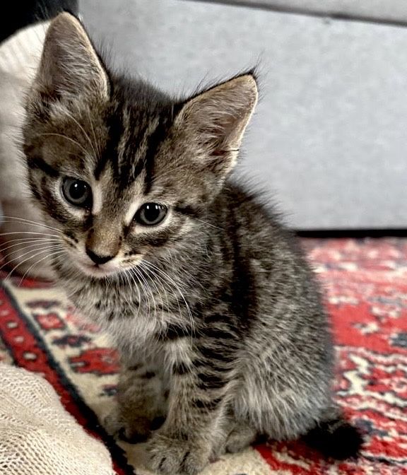 Отдам в хорошие руки