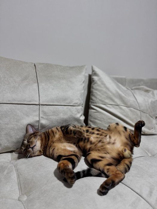 Вязка кота бенгала