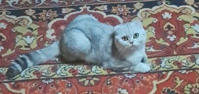 Вязка породистого кота