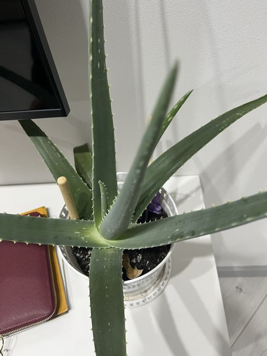 Продам  алоэ более 5 лет