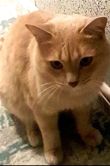 Породистые котята