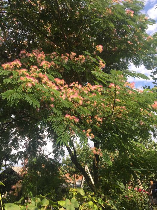 Arbore de matase .