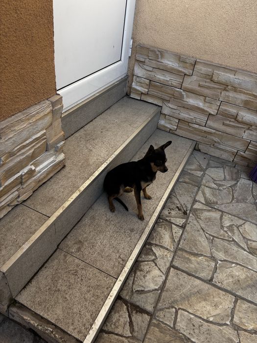 Продавам мъжки пинчер