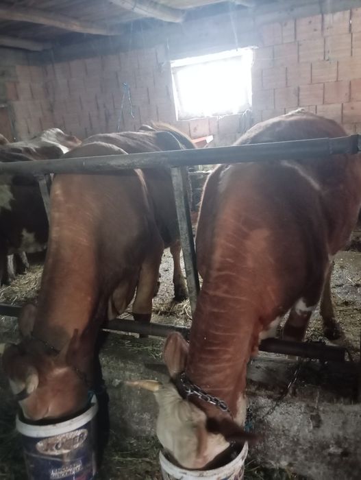 Vind două vaci de afata