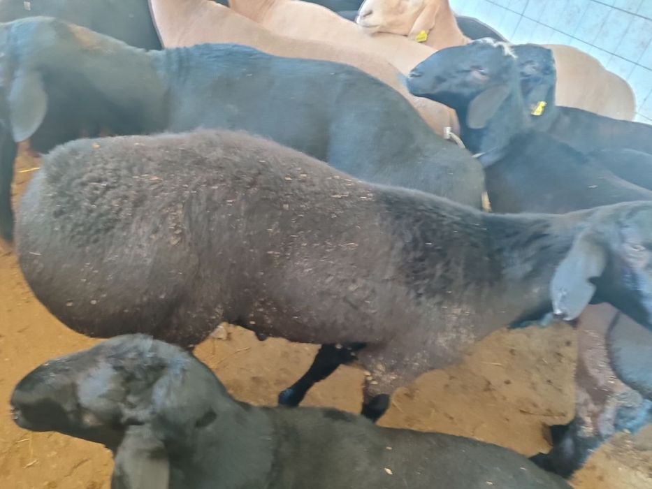 Qassob servis xizmati