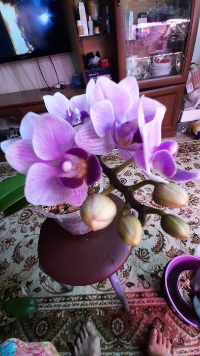 Орхидеи азиатские