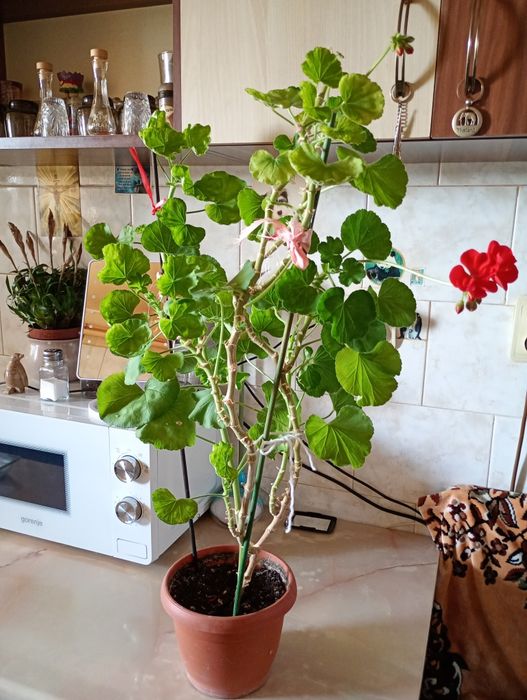 Plante în ghivece pt interior și exterior