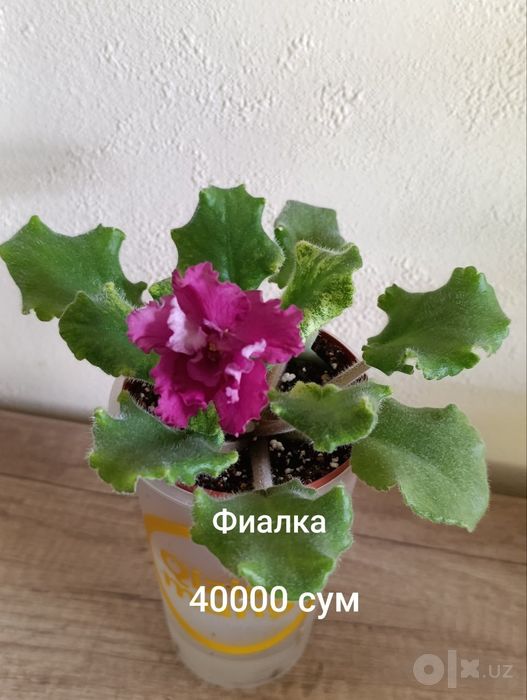 Продаются фиалки
