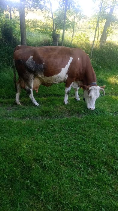 Vaca gestanta in 6 luni