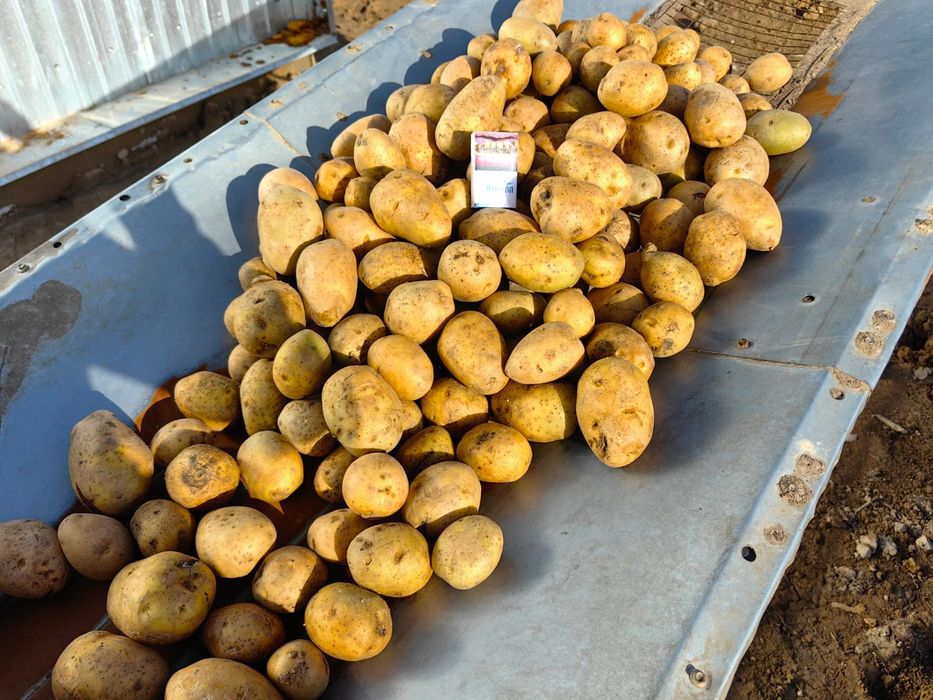 Картофель Павлодарский оптом