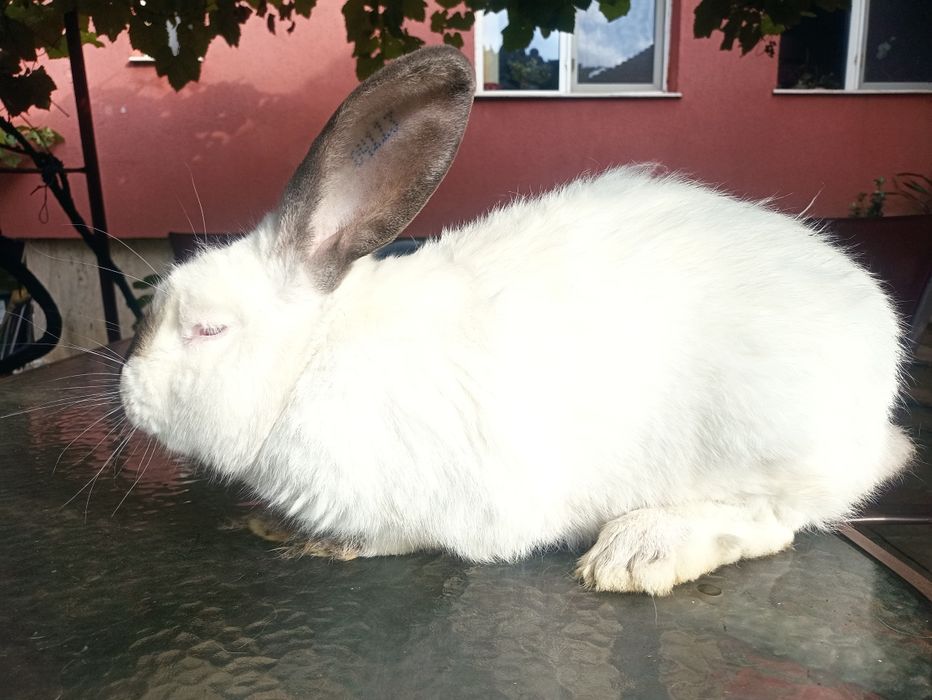 Vând iepuroi uriaș de Transilvania