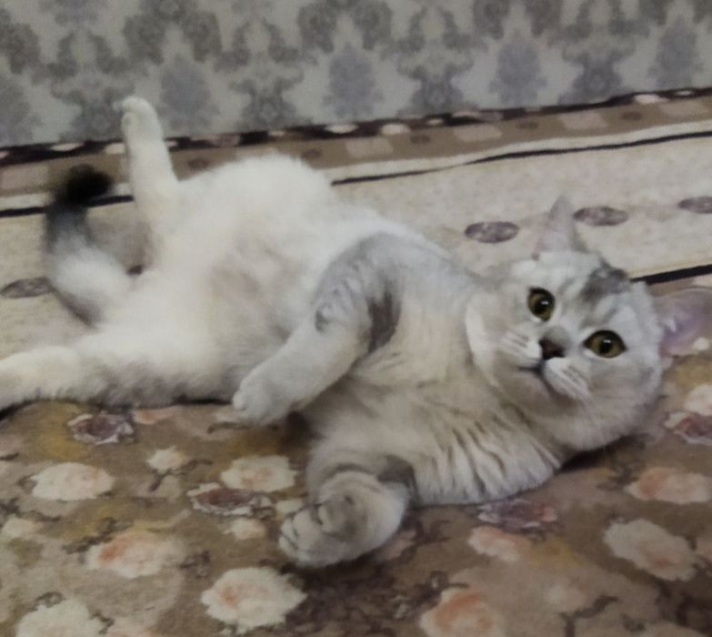 Серебриский шиншила ваяскага