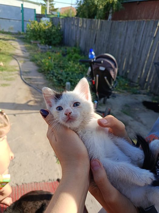 Отдам котенка девочка 2 месяца привезем сами