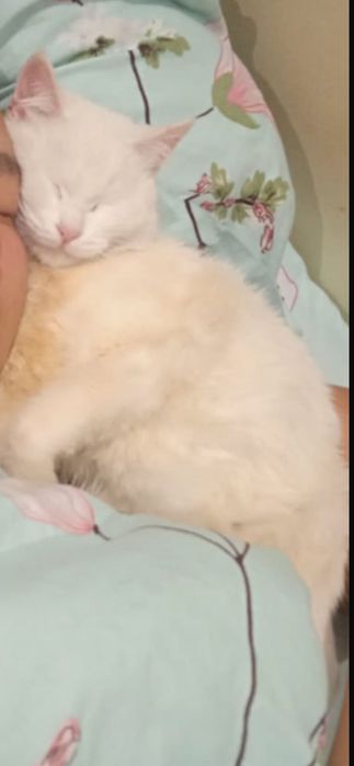 Ақ мысық, белая кошка