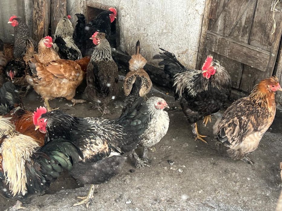 Продам Молодые петухи