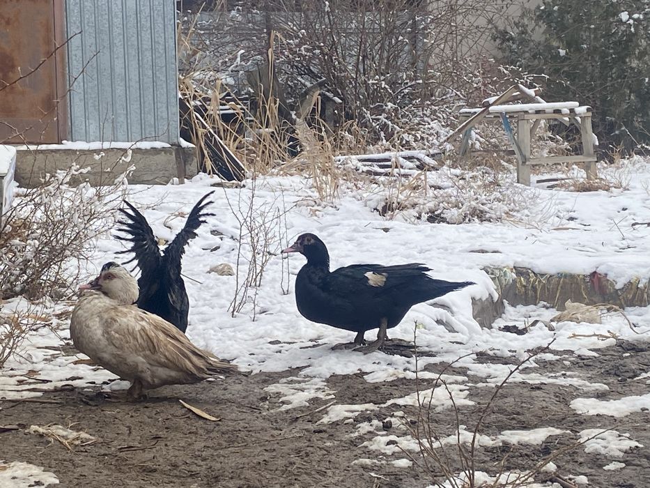 Утки продам срочно