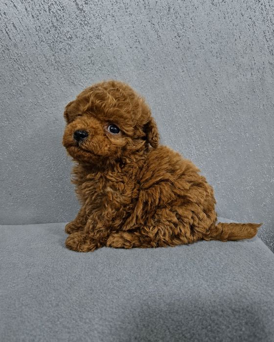 Toy poodle/ Той пудел
