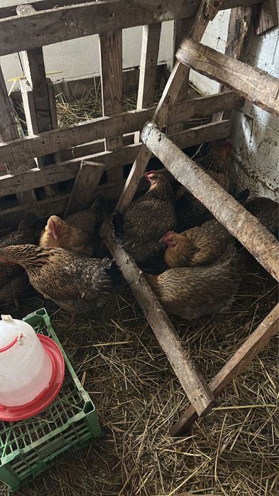 Кучинские юбилейные курочки