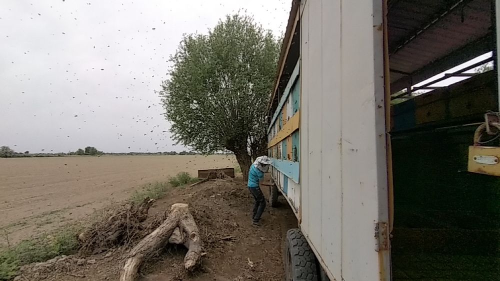 Продам пчелоприцеп