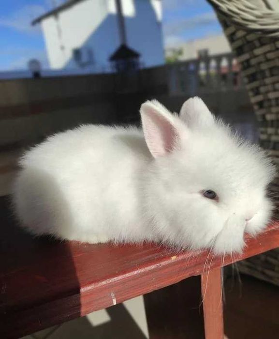 Продава Мини зайчета, Морски свинчета, Хамстери, Мишки, Таралеж