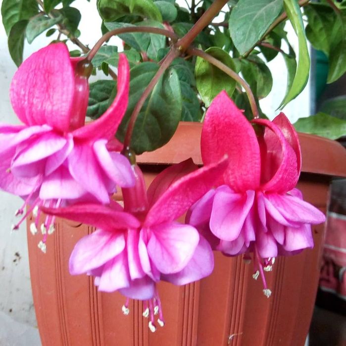 Фуксии сортовые махровые