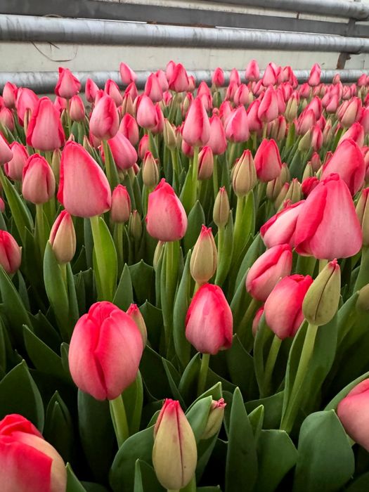 Тюльпаны в розницу! 40 сортов! Алматы.