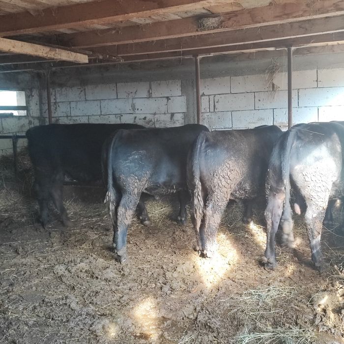 Văd tauri angus cu origine