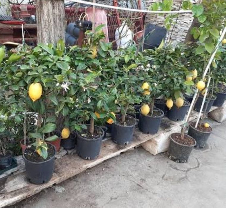 Lamai Altoit La Ghiveci