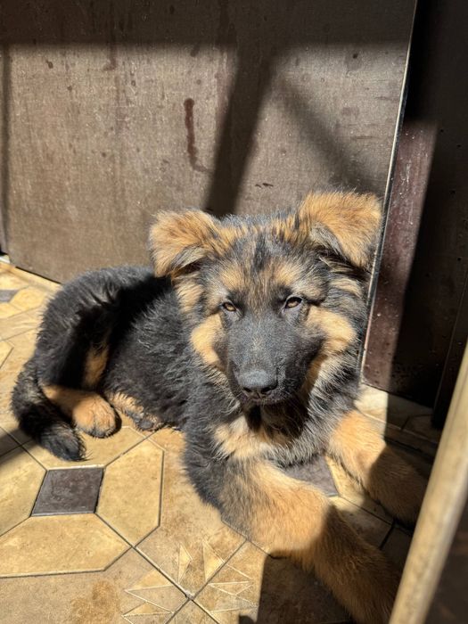 Продаються щенки