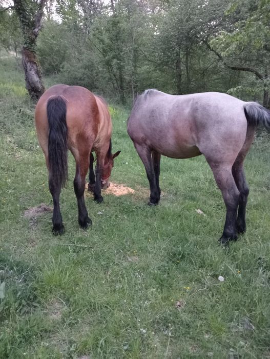 Vind iapa cu minza