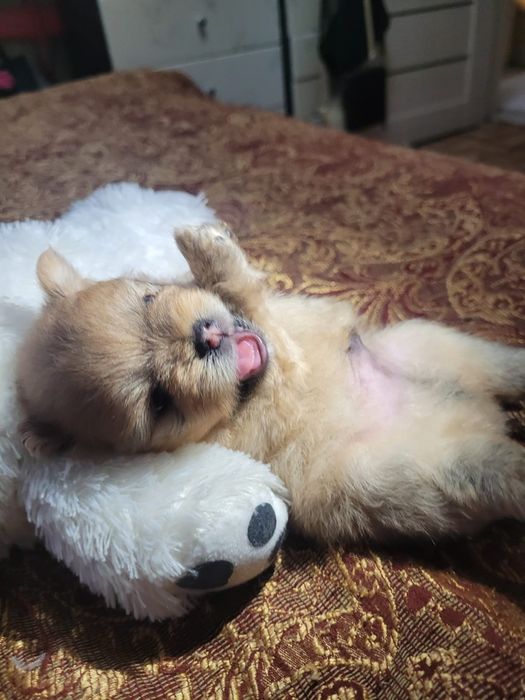 Померанский шпиц