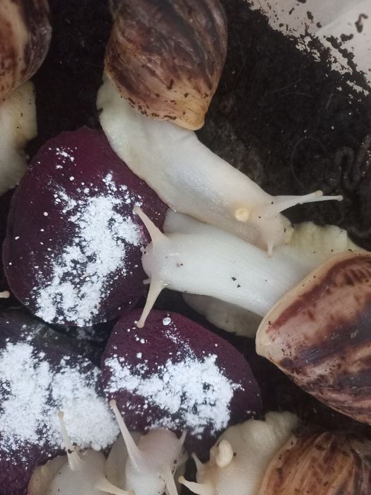 Ulitka Retikulyata albinos, optom ulitka sotiladi, kosmetologik ulitka