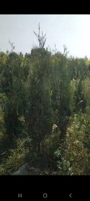 Можжевельник кучатлари сотилади